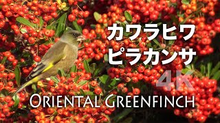 野鳥撮影・ 【野鳥動画】ピラカンサの実を食べるカワラヒワ /4K