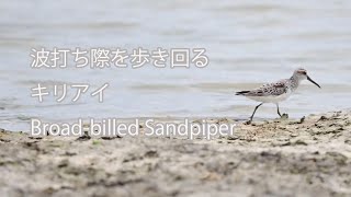 【波打ち際を歩き回る】キリアイ Broad-billed Sandpiper