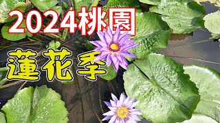 2024 桃園蓮花季 Taoyuan Lotus Festival 香水蓮 紅蓮花 大王蓮 大賀蓮