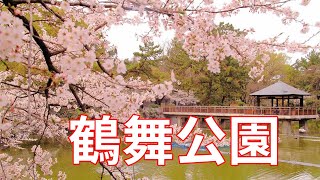 鶴舞公園の桜！（花見）