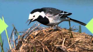 Natuur in eigen land - geluid witte kwikstaart