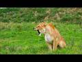 Inside Africa’s Wild Kingdom | Talking African Animals in Mana Pools 4K - Ep 6