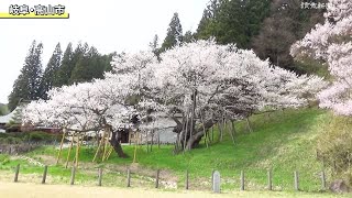 推定樹齢１１００年 「臥龍桜」満開…岐阜・高山