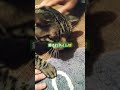 見ているだけで癒される幸せな猫 short shorts 猫 animals 猫のいる暮らし ねこ cat 猫可愛い 癒し 猫動画