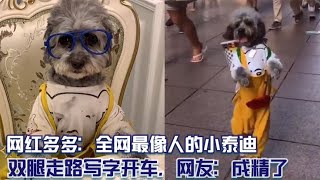 成精”神犬狗狗，每天獨自開車去買菜，兩腿直立行走吸粉400萬