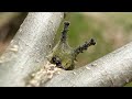 特定外来生物アカボシゴマダラの幼虫【愛知県森林公園】