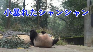 小暴れたシャンシャン