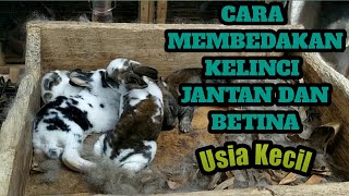 Cara Membedakan Kelinci Jantan Dan Betina Usia Kecil