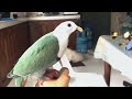 চীনা ঘুঘু পাখির জীবন কাহিনী bird story 176 the life story of black chinned fruit dove green pigeon