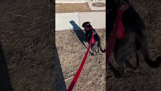 Big G Puppy Walk #puppy#cute #dogshorts #doglovers #dogs