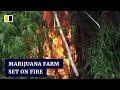 Indonesian police set fire to 11 hectares of marijuana plantation