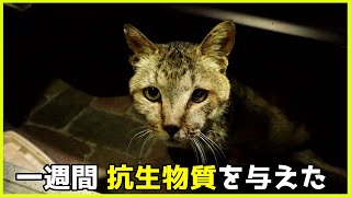 顔が腫れて動けなくなっていたおじじに一週間抗生物質を与えたら元気になった