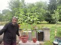 Harvest, 2 gallons of sunflower oil￼￼