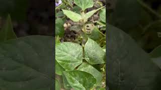 ఇవి మీకు తెలుసా?? మీరు ఎమ్ అని అంటారు #subscribe#gardening #youtubeshorts#support #garden#plants