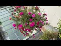 creative plastic bottle growing flowers portulaca grandiflora beautiful without watering