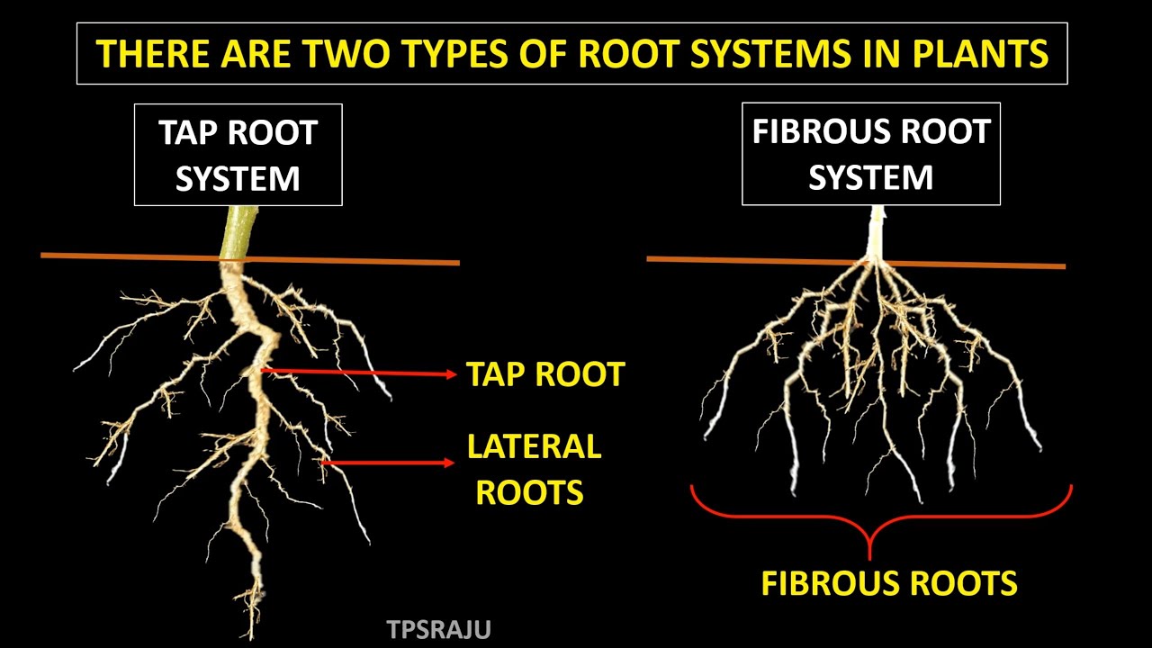 Готов какой корень. Tap root and fibrous root. Корневая система табака. Компактная корневая система. Корневая система мхов.