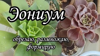 Как сформировать, обрезать эониум #Aeonium