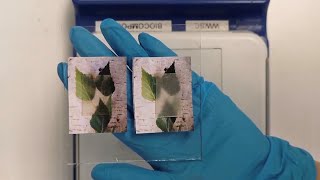 Transparent wood can store and release heat (video)