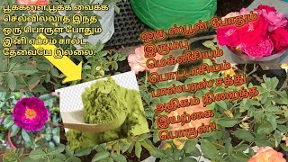 பூக்களை பூக்க வைக்க செலவில்லாத இந்த ஒரு பொருள் போதும்..|| Dal fertilizer for plant