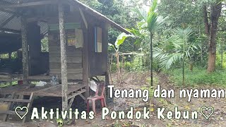 Aktivitas dipondok kebun | menanam cabe | suasana pondok kebun