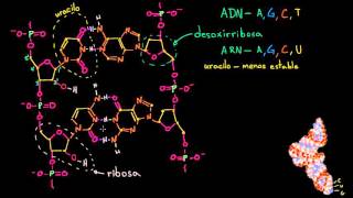 Estructura molecular del ARN | Macromoléculas | Biología | Khan Academy en Español