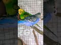 budgies mating time for best breeding formula and medicines link in description shorts