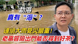 勐海真有“海”？連續大雨受災嚴重！老高冒險出門能否尋到好茶？购茶请加微信/赖line：HDLG001#普洱茶#古树茶#老班章#古树茶#茶#茶叶#茶葉#古樹茶 #普洱茶wechat #tea