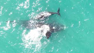 180930 Hermanus Whales 4K