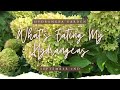 What's Eating My Hydrangeas? Friday's Weekly Hydrangea Garden Tour 🌸