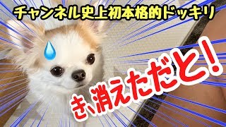 犬の目の前から急に飼い主が消えたらパニックになるか検証してみた【チワワ】