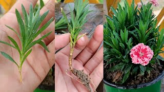 How To grow Carnation | Carnation flower | Carnation cuttings from cut flower | Carnation plant care