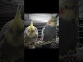 bombastic birds edit shorts cockatiel cockatiels pets bombastic mrbombastic