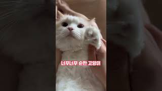 너무너무 순한 고양이 #catlover #shorts