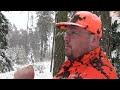 sudecka ostoja 130 2023 polowanie zbiorowe driven hunt poland wildboar wildboars shotkam jagd hog