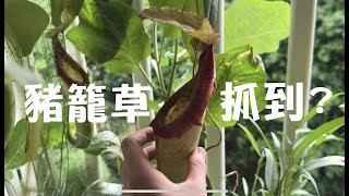 來看豬籠草抓到了什麼？居然是蟑螂跟金龜子 | nepenthes carnivorous plants