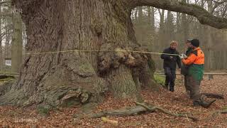 1000-jährige Traubeneichen von Ivenack zeigen besondere Fähigkeiten