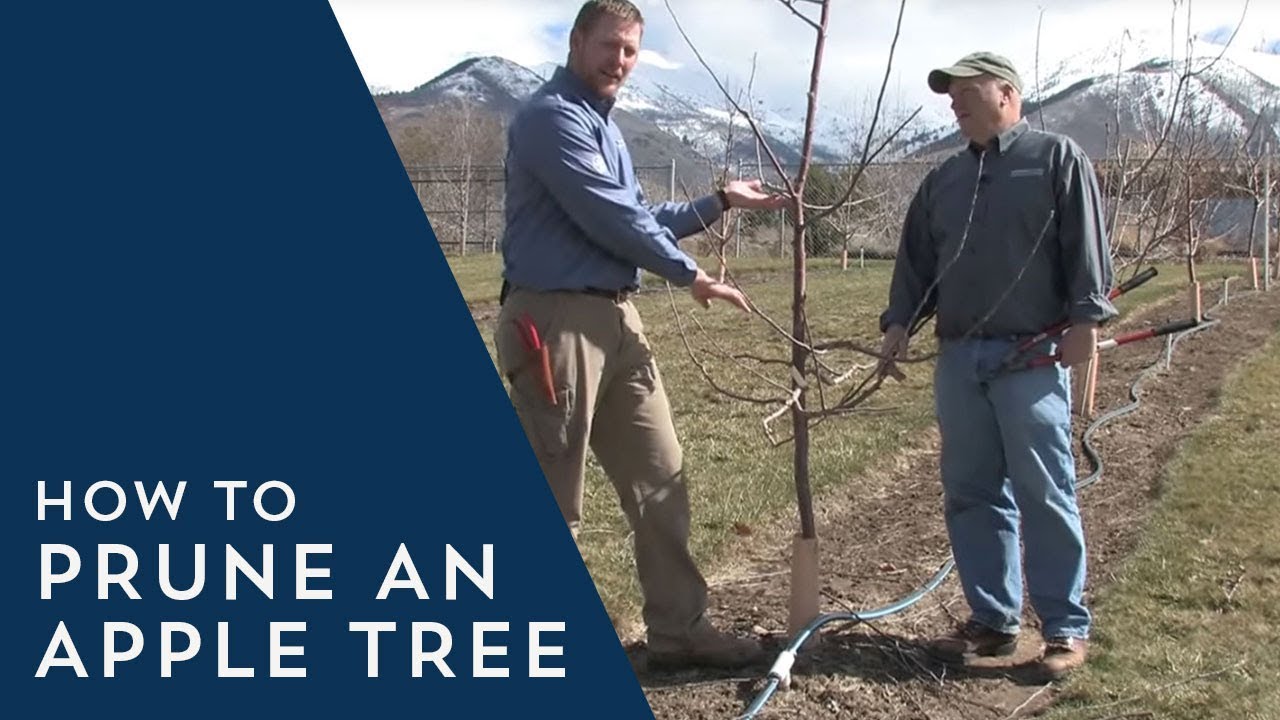 How To Prune An Apple Tree Youtube