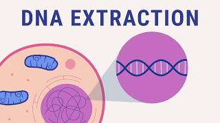 DNA extraction explained | biology animation