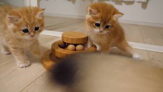 Kittens Pom and Pino are intrigued by the giant creature crossing the camera!