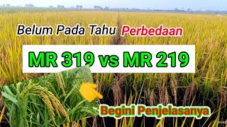 ( PADI MR 319 vs PADI MR 219 ) Mana Yg Lebih Unggul #Mr319vsMR219#padiunggul #PadiGalurTerbaru