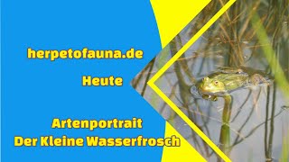 Artenportrait: Der kleine Wasserfrosch Amphib des Jahres 2023