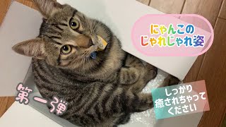 【狆とミニチュアダックスのMIX犬＆保護猫】癒しパワーを発揮する日々