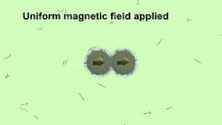 DNA-linked colloidal chain formed using magnetic field Clip 1