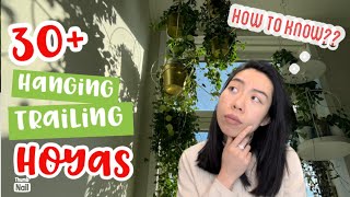 🌿30+ Trailing Hoyas! | LOOOONG VIDEO | HOYA HAUL | 4 factors to determine Hanging Hoyas