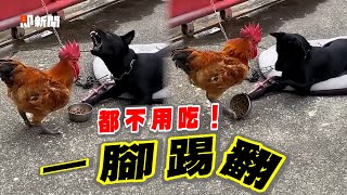 偷吃黑狗午餐被吠！超派公雞一腳踢翻碗：都不要吃R｜寵物動物｜歐告｜搞笑｜精選影片