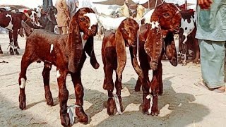 sahiwal Bakra Mandi ki update beetal Cute Bachy altaf Goat Farm 03124058010