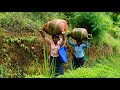 From leaf to cup: inside the making of Ceylon black tea