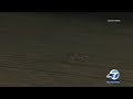 Coyote attack: Child hospitalized after getting bit in SoCal | ABC7