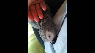 The sweetest parrot ever kongo graupapagei