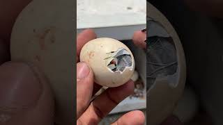 Amazing chick hatching #chick #viral